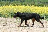 BEAUCERON 931